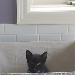 Meet your Posher, Jake